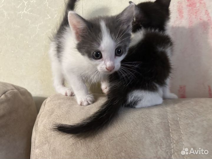 Отдам котям в добрые