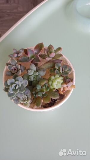 Суккуленты, эхеверии, набор черенков