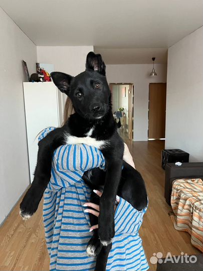 Собака в добрые руки