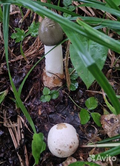 Грибы Весёлка