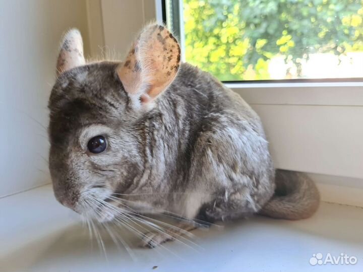 Шиншилла пара мальчик и девочка