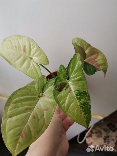 Сингониумы и Сансевиерия