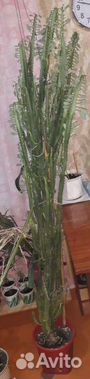 Молочай треугольный / трёхгранный