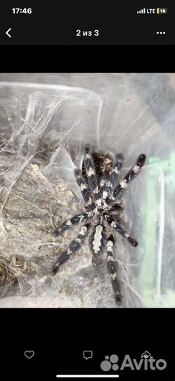 Паук птицеед