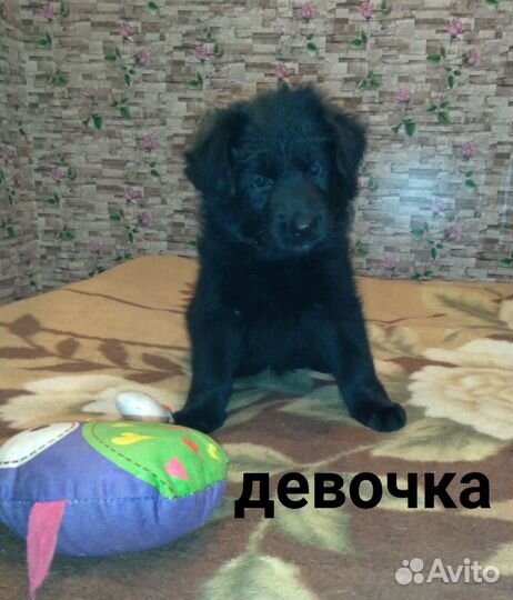 Щенок немецкой овчарки сука д/ш