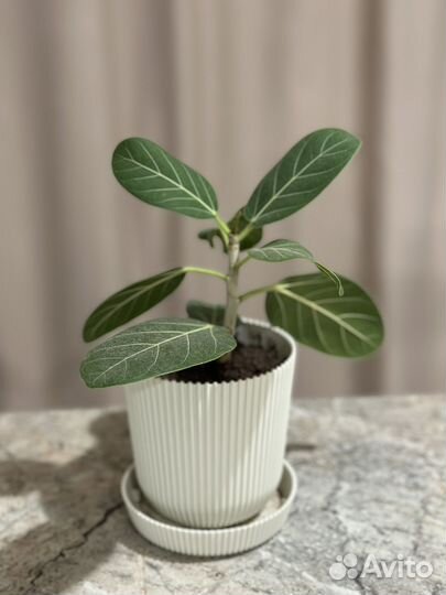 Фикус бенгальский