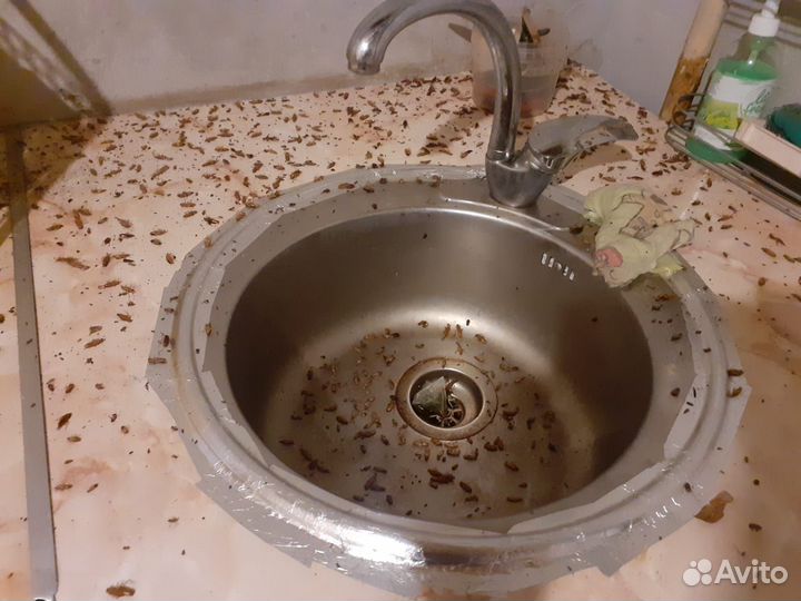 Уничтожение клопов дезинфекция