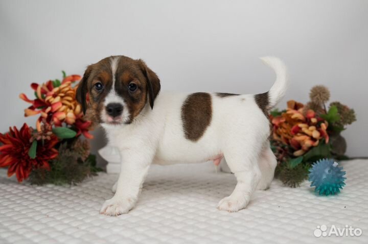 Щенки джек рассел терьер брокен