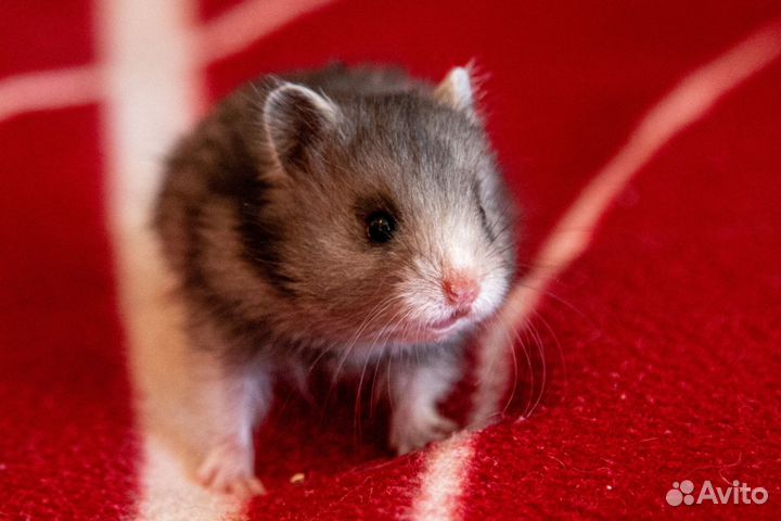 Хомяк Опт\Розница