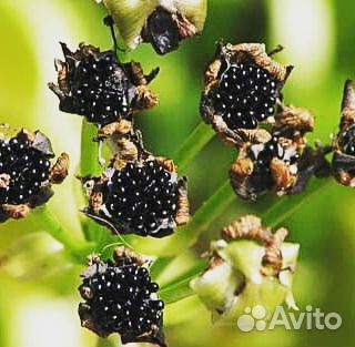 Семена мухоловки MIX RED красных сортов, 3 шт