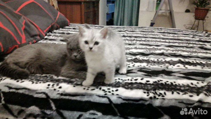 Британские котята