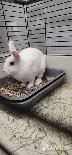 Кролик мини