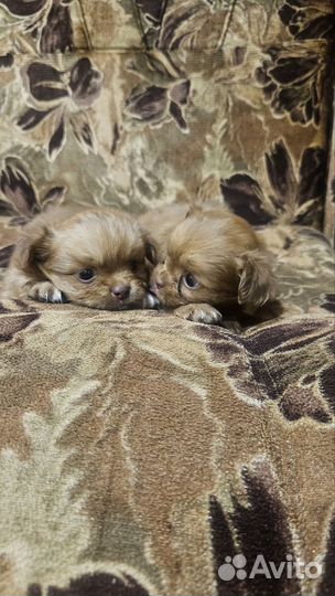 Щенки пекинеса