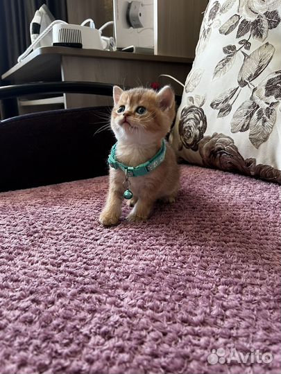 Золотые шотландские котята