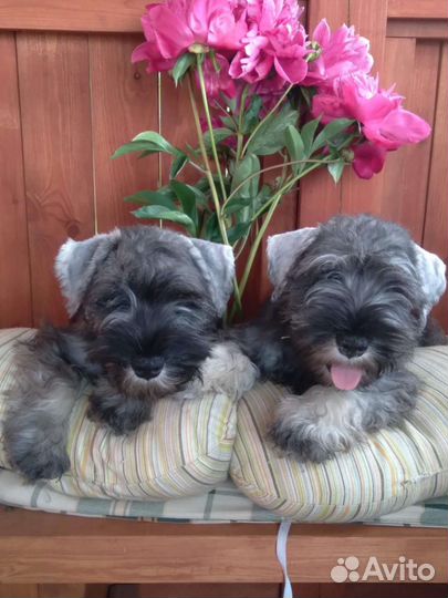 Щенки цвергшнауцера