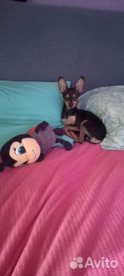 Передержка домашних животных