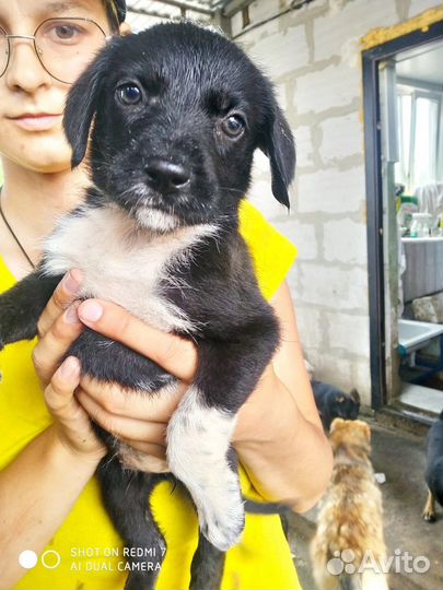 Много щенков из приюта ищут дом