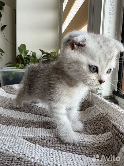 Шотландские вислоухие котята