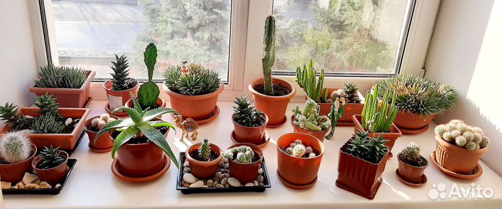 Кактусы, суккуленты