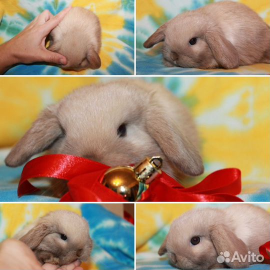 Шикарные вислоухие крольчата