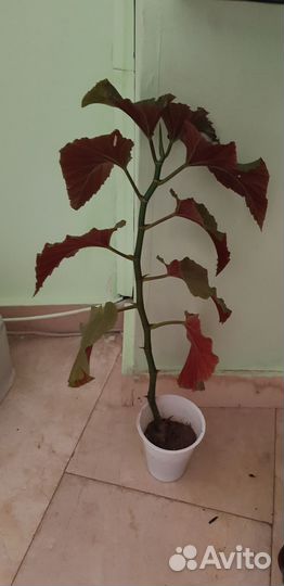 Бегония, спатифиллум и др