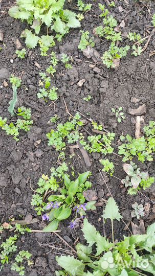 Семена петрушки сорт 90-х годов