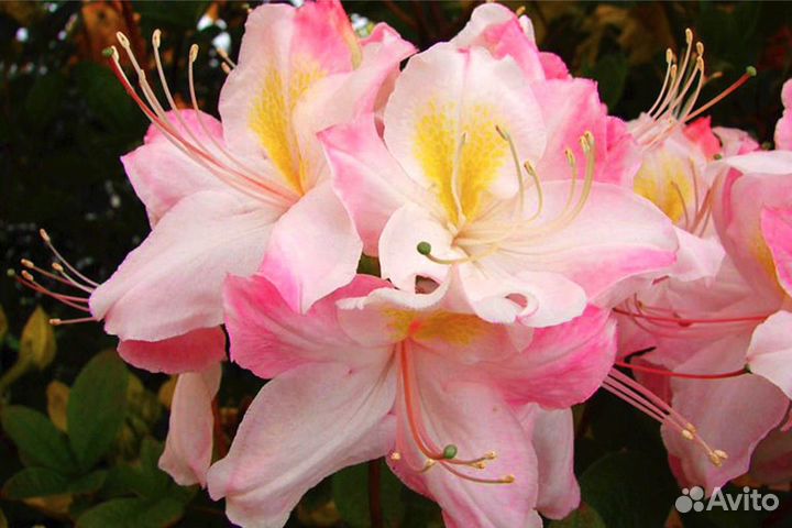 Азалия Сатоми - саженцы зкс, питомник Сады Урала