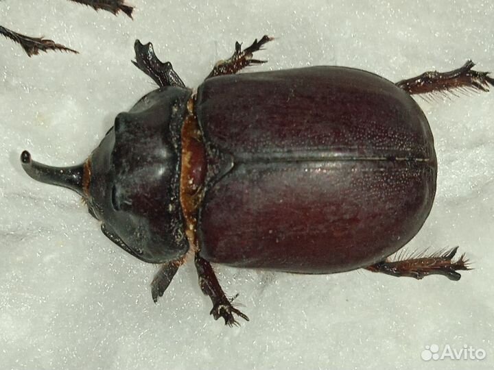 Жуки для расправки/коллекционирования