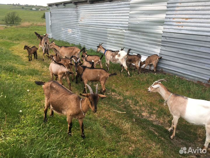 Козы чешской породы