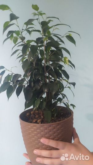 Фикус Бенджамина (Ficus benjamina)