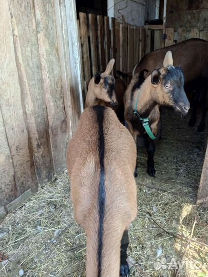 Чешская козочка