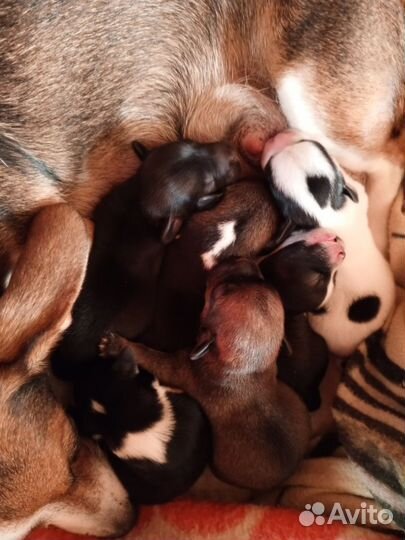 Щенки от маленькой собачки бесплатно