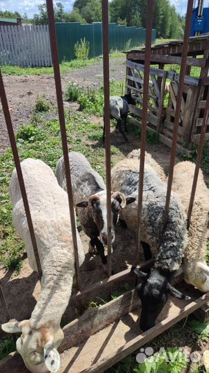 Овцы бараны