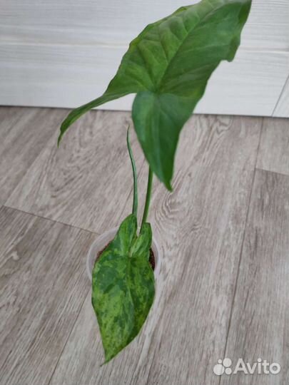 Сингониум Маранта Нетатантус Каллизия и др