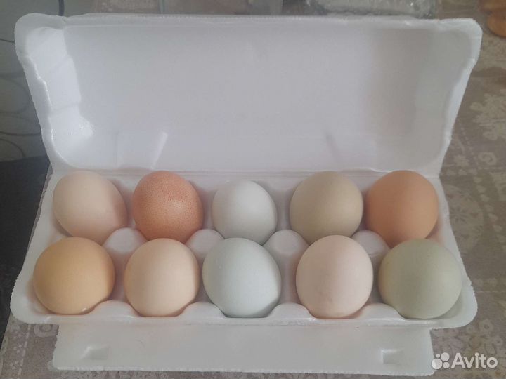 Инкубационное яйцо