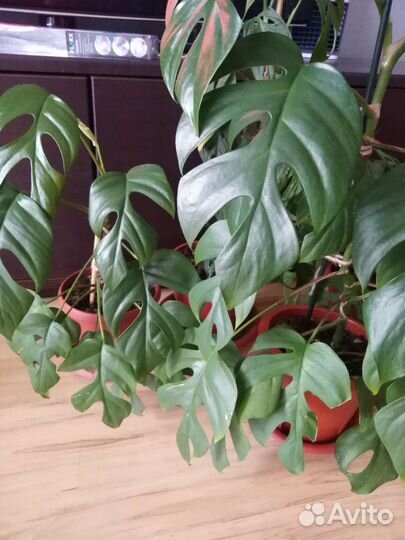 Монстеры разные