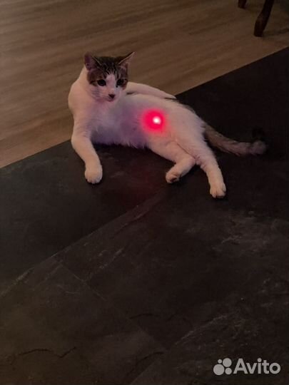 Кот в добрые руки