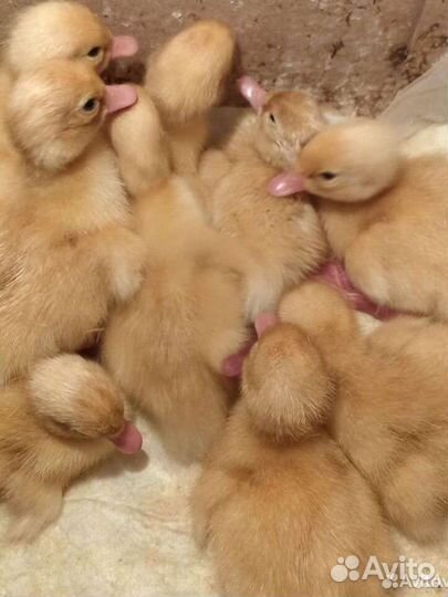 Утята Старт 53