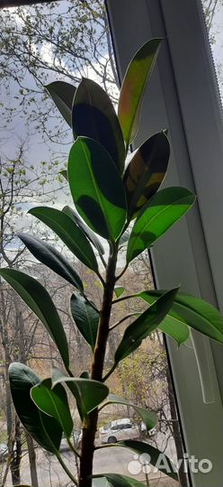 Фикус каучуконосный большой