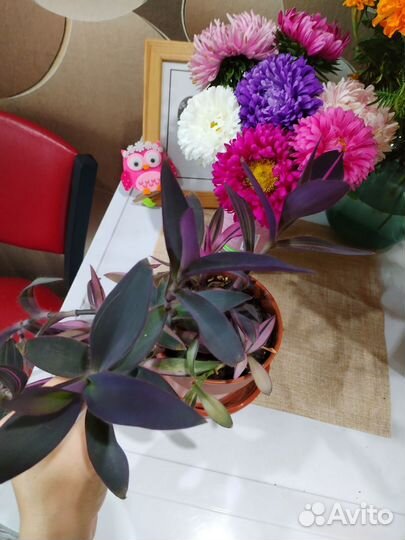 Продам цветы комнатные