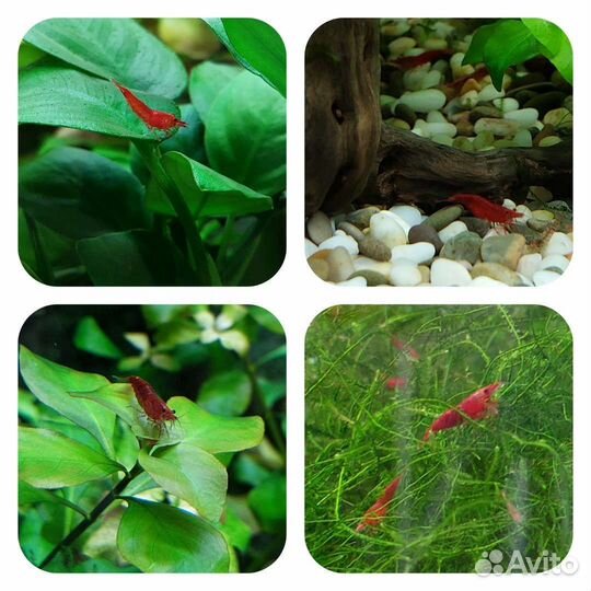 Креветки жёлтые, синие, оранжевые, красные