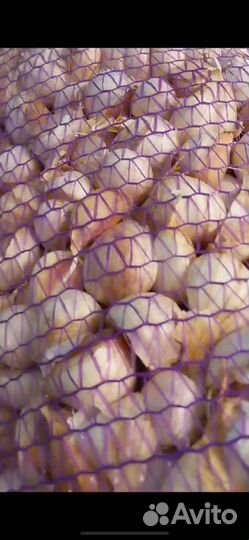 Чеснок озимый 2023 года