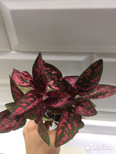 Гипоэстесс красный