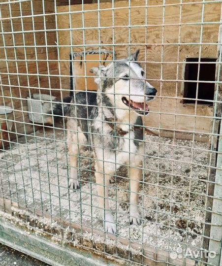 Лиза страдает от тоски в приюте
