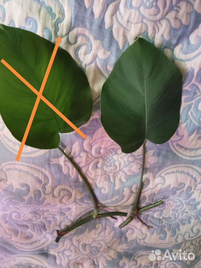 Монстера, Молочай, Сансевиерия, Суккулент