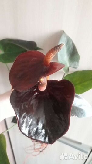 Черный Антуриум