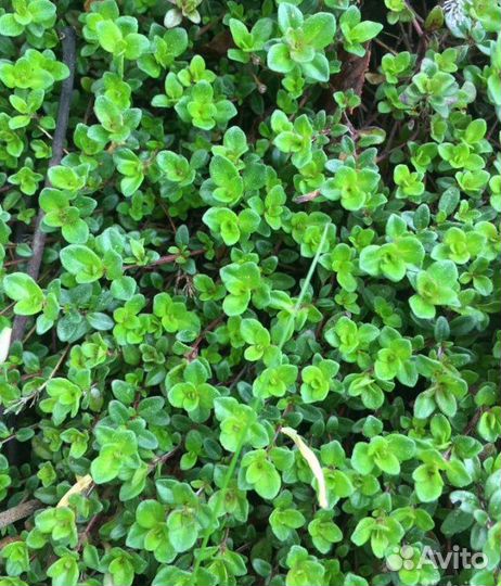 Травы и цветы для альпийских горок