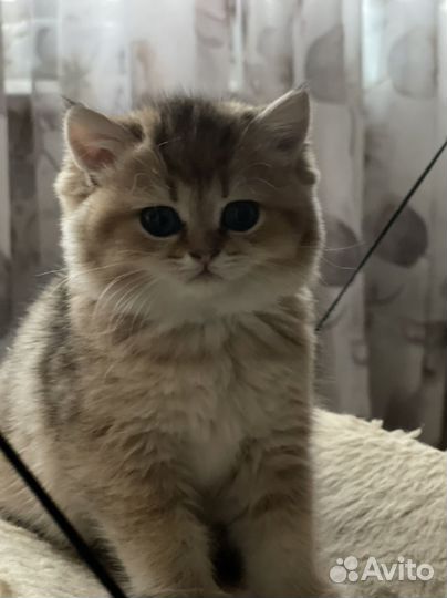 Продается девочка золотая шиншилла