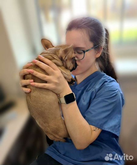 Ветеринарные услуги с выездом на дом