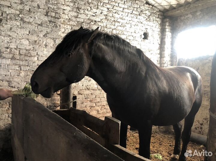 Лошади тяжи, полутяжи